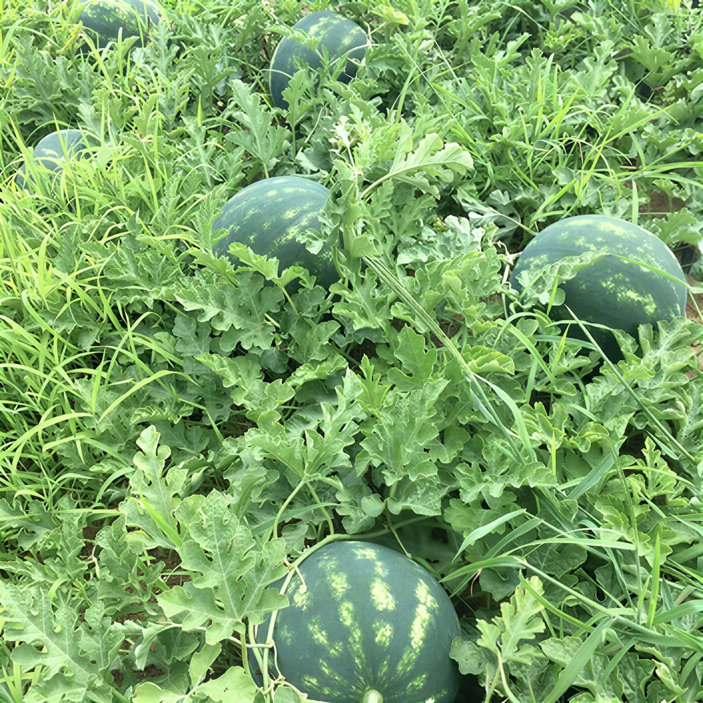 Semințe Pepene Verde Rijk Zwaan Lusitana F1