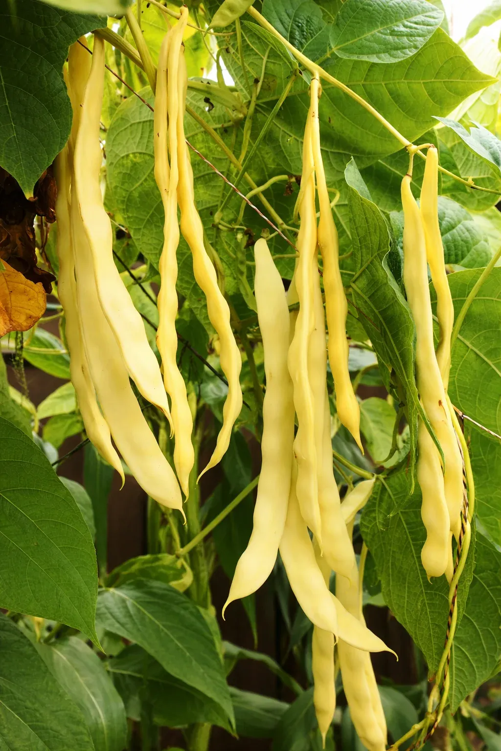 Semințe Fasole Urcătoare Satimex Gold Marie (soi)