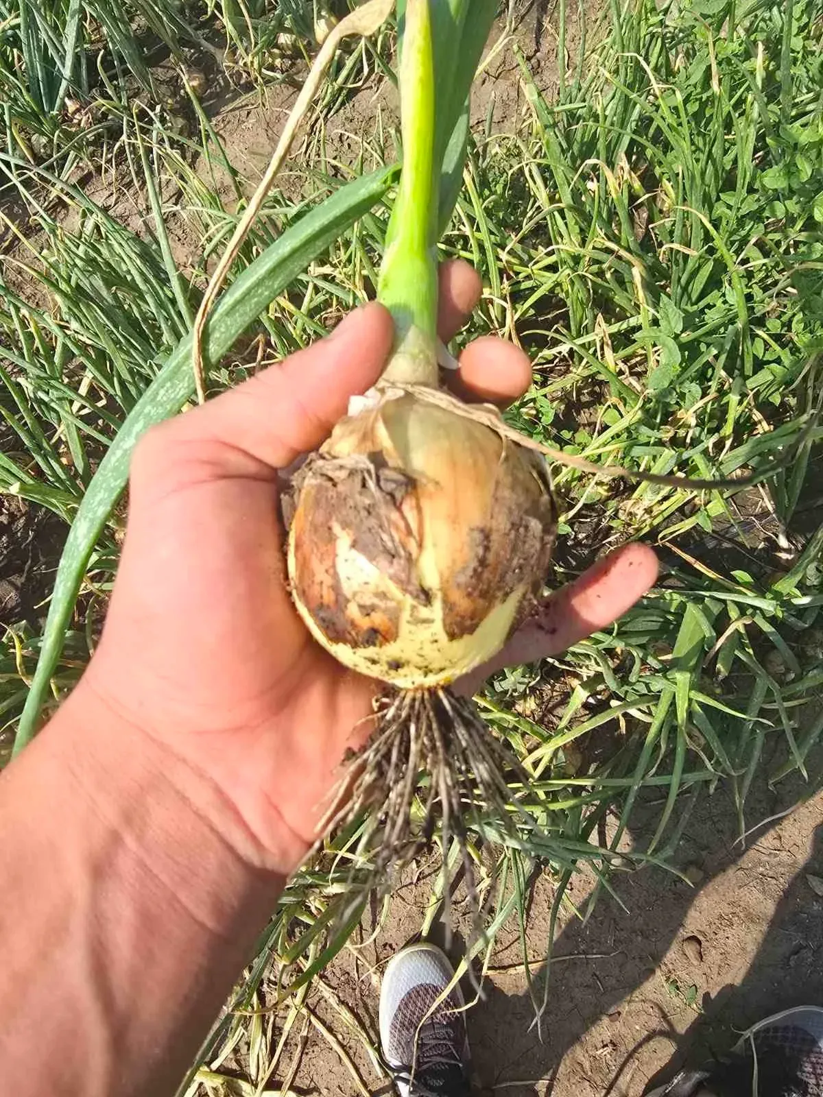 Semințe Ceapă Libra Seeds Otoman F1