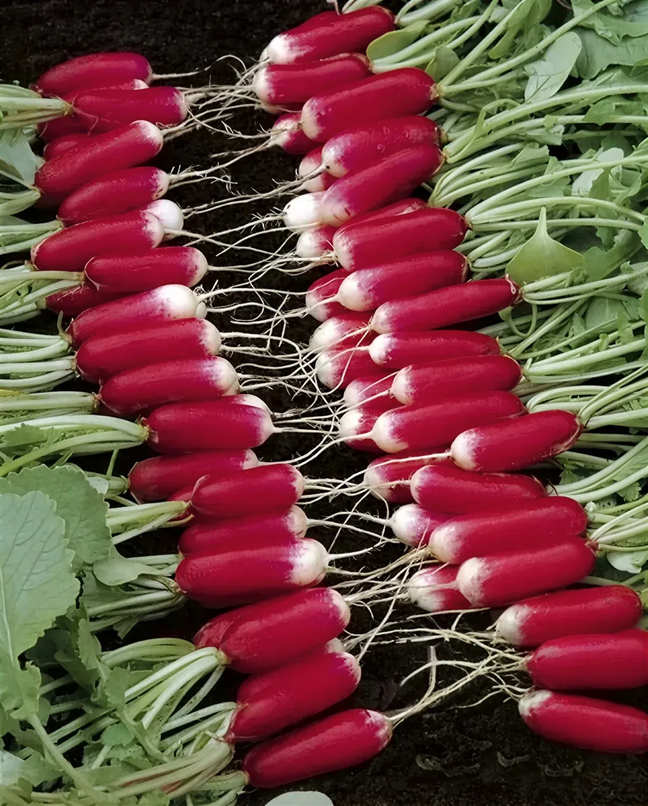 Semințe Ridiche Satimex French Breakfast