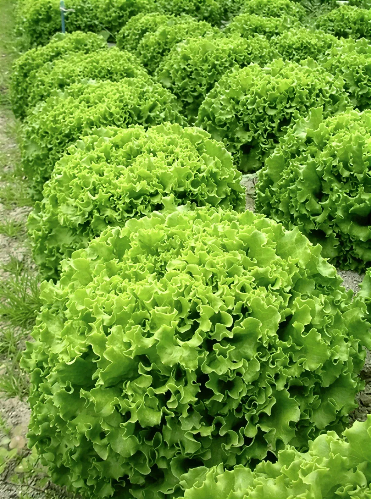 Semințe Salată Rijk Zwaan Aficion RZ