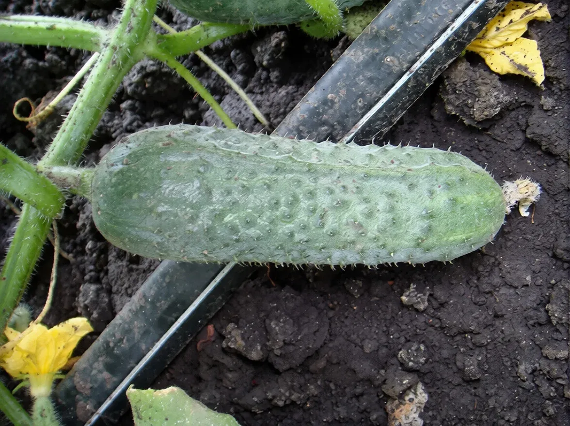 Semințe Castraveți Cornișon Rijk Zwaan Shakthi F1