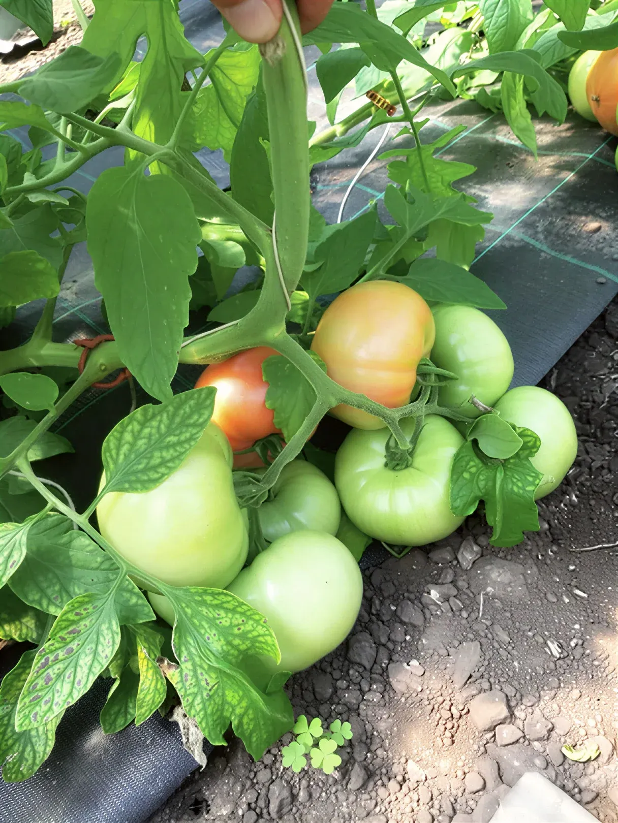 Semințe Tomate Libra Seeds SIM-SIM F1