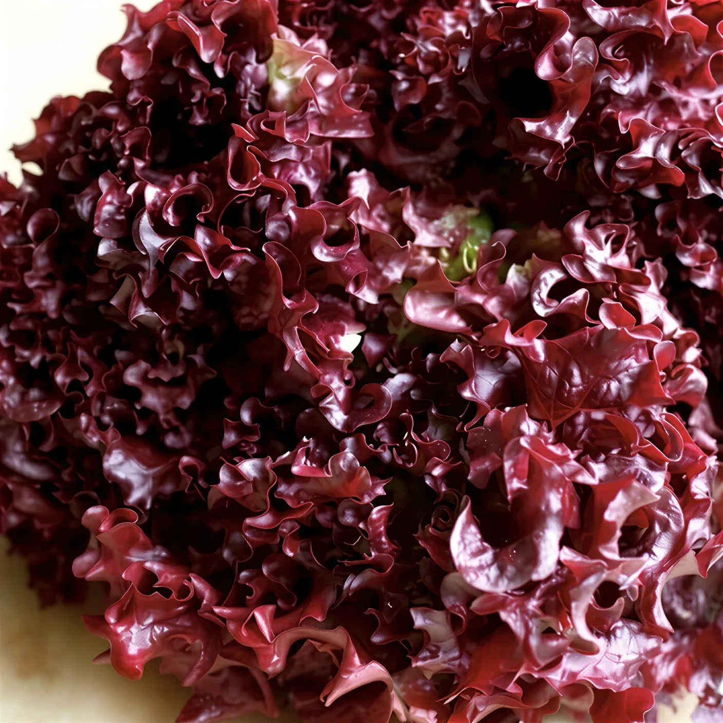 Semințe Salată Satimex Lolla Rossa (soi)