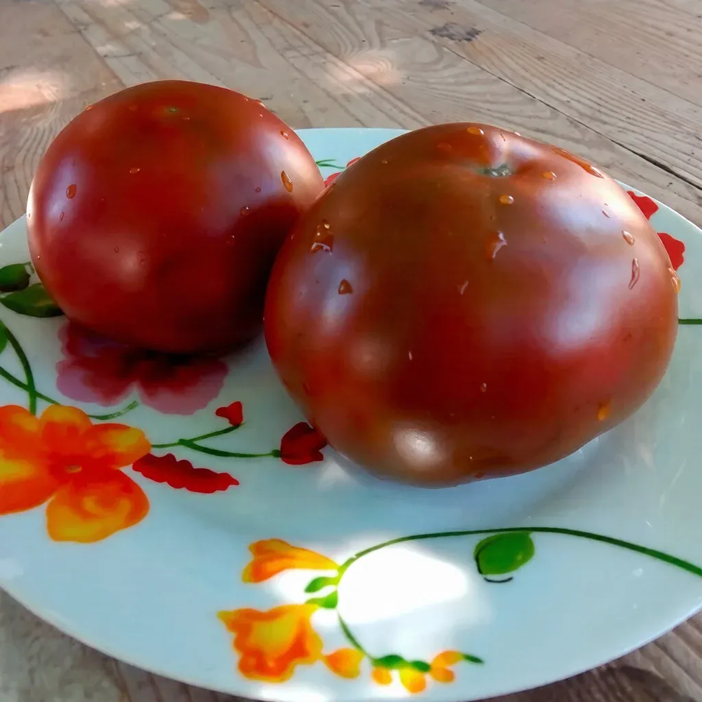 Semințe Tomate Libra Seeds Silivri F1