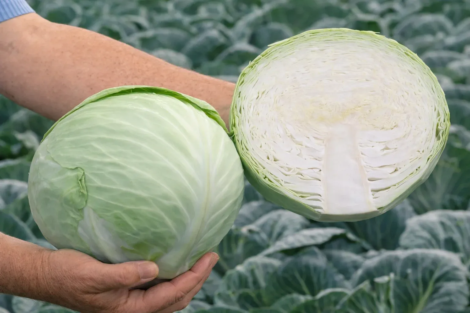 Semințe Varză Albă Rijk Zwaan Ancoma F1