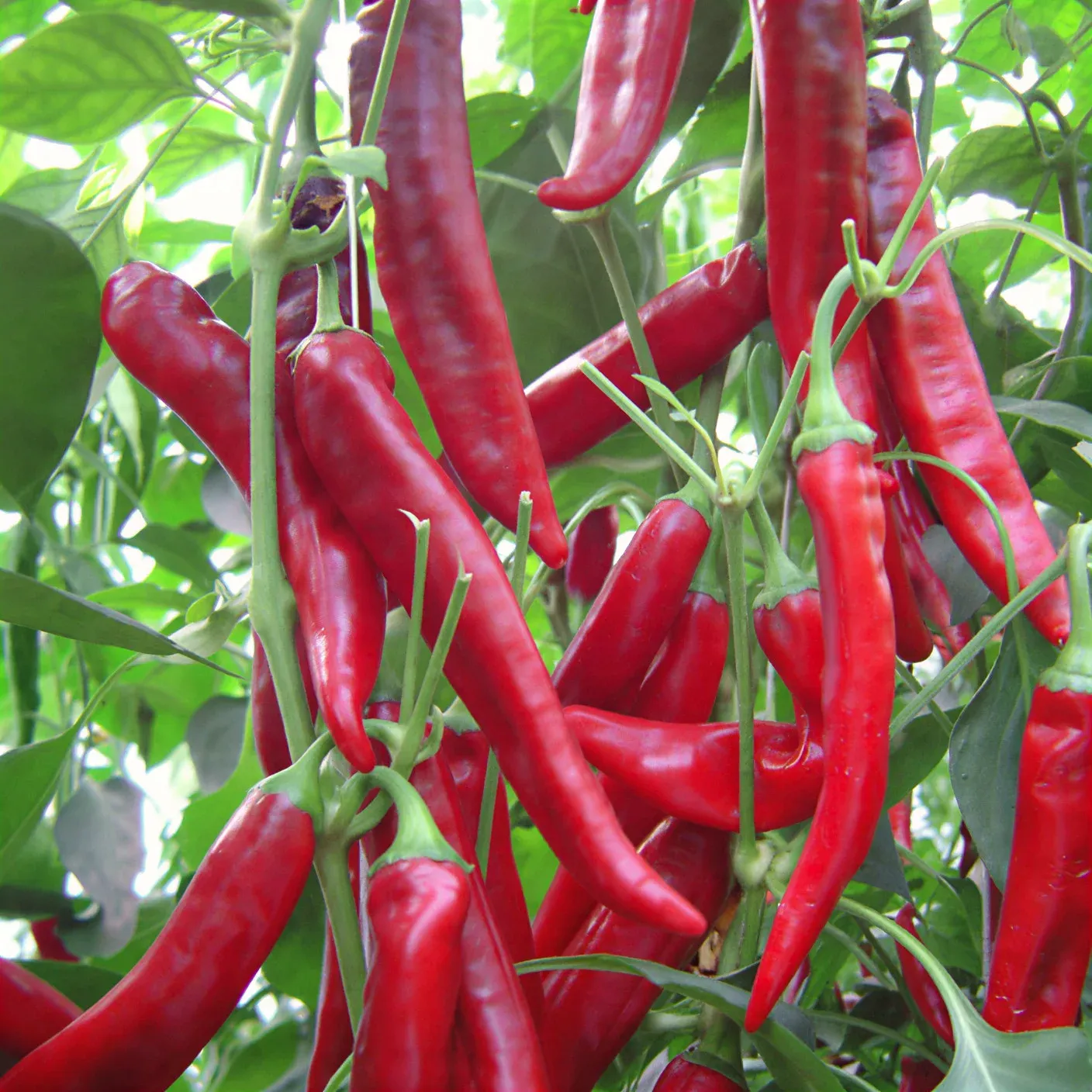 Semințe Ardei Iute ZKI Hiros F1