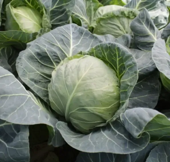 Kitano KS 412 F1 – Semințe profesionale de varză “Kanayama” (2.500 semințe)