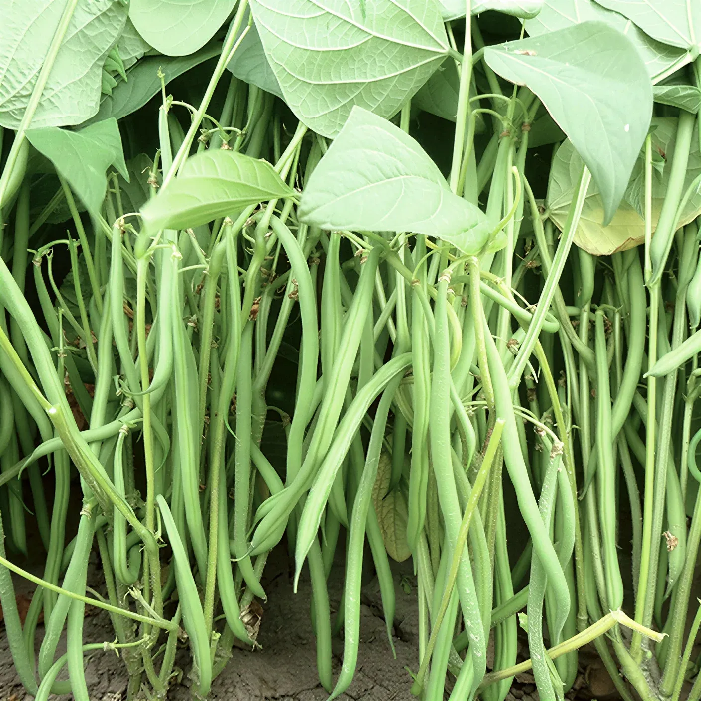 Semințe Fasole Păstăi Satimex Valja (soi)