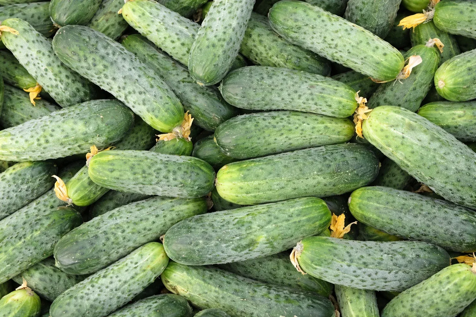 Semințe Castraveți Cornișon Rijk Zwaan Shakthi F1