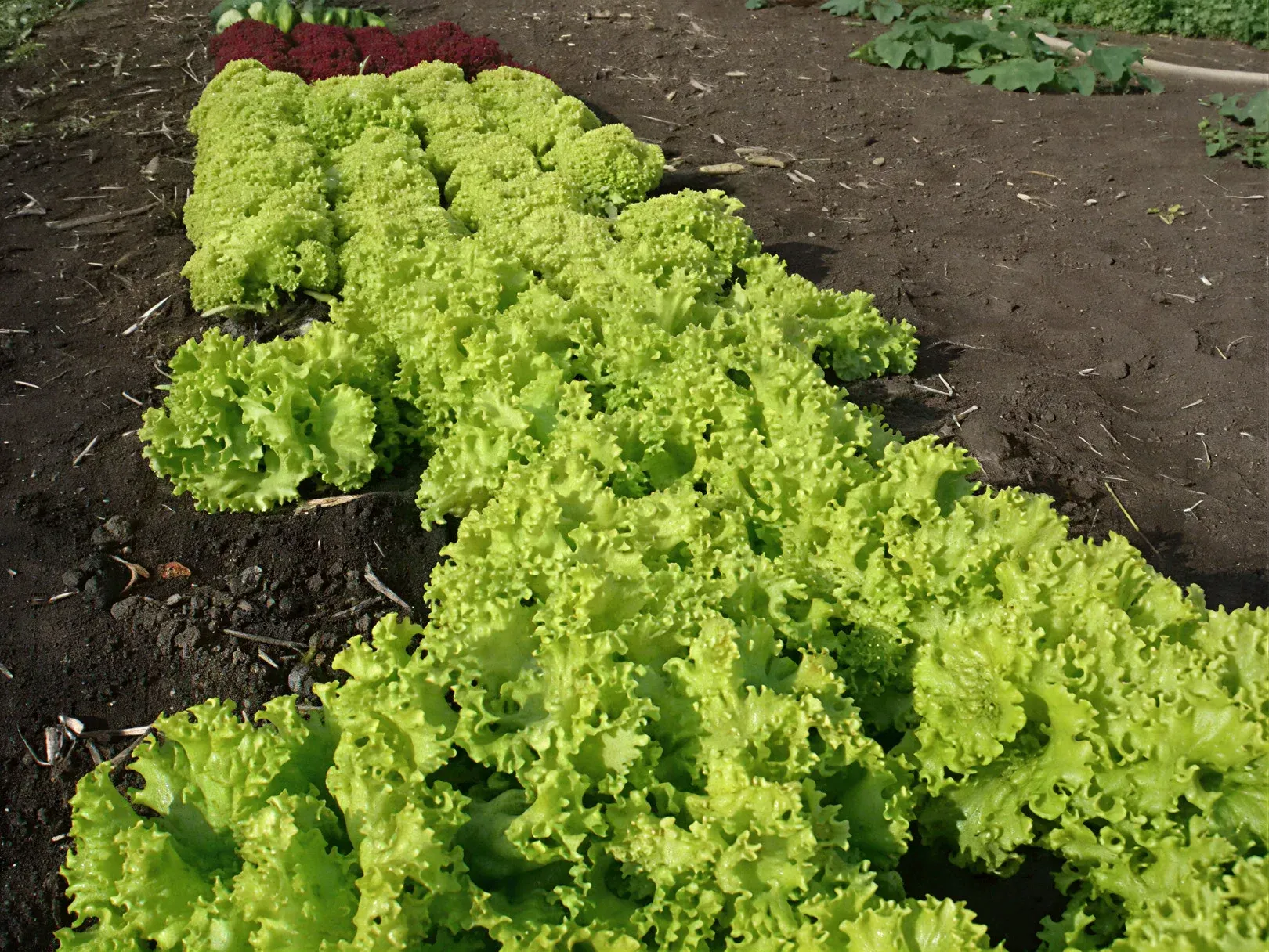 Semințe Salată Rijk Zwaan Aficion RZ