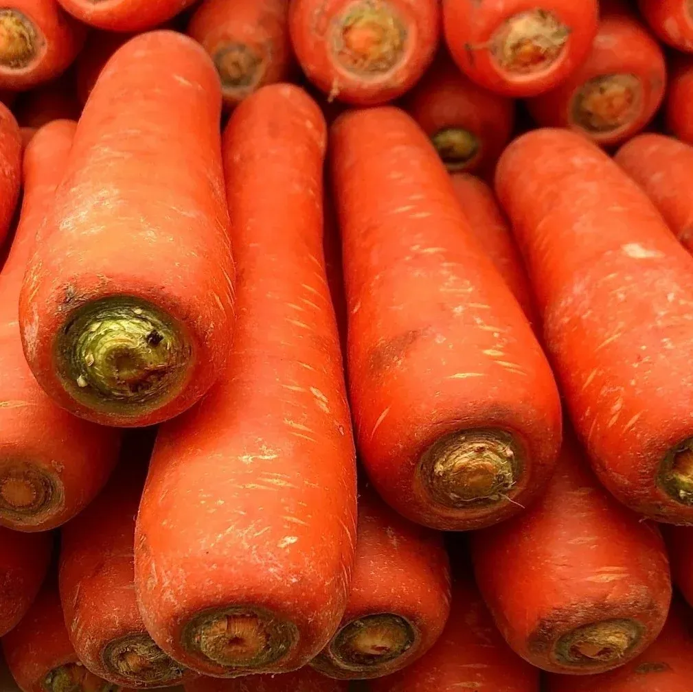 Semințe Morcov Satimex Royal Chantenay Red Cored