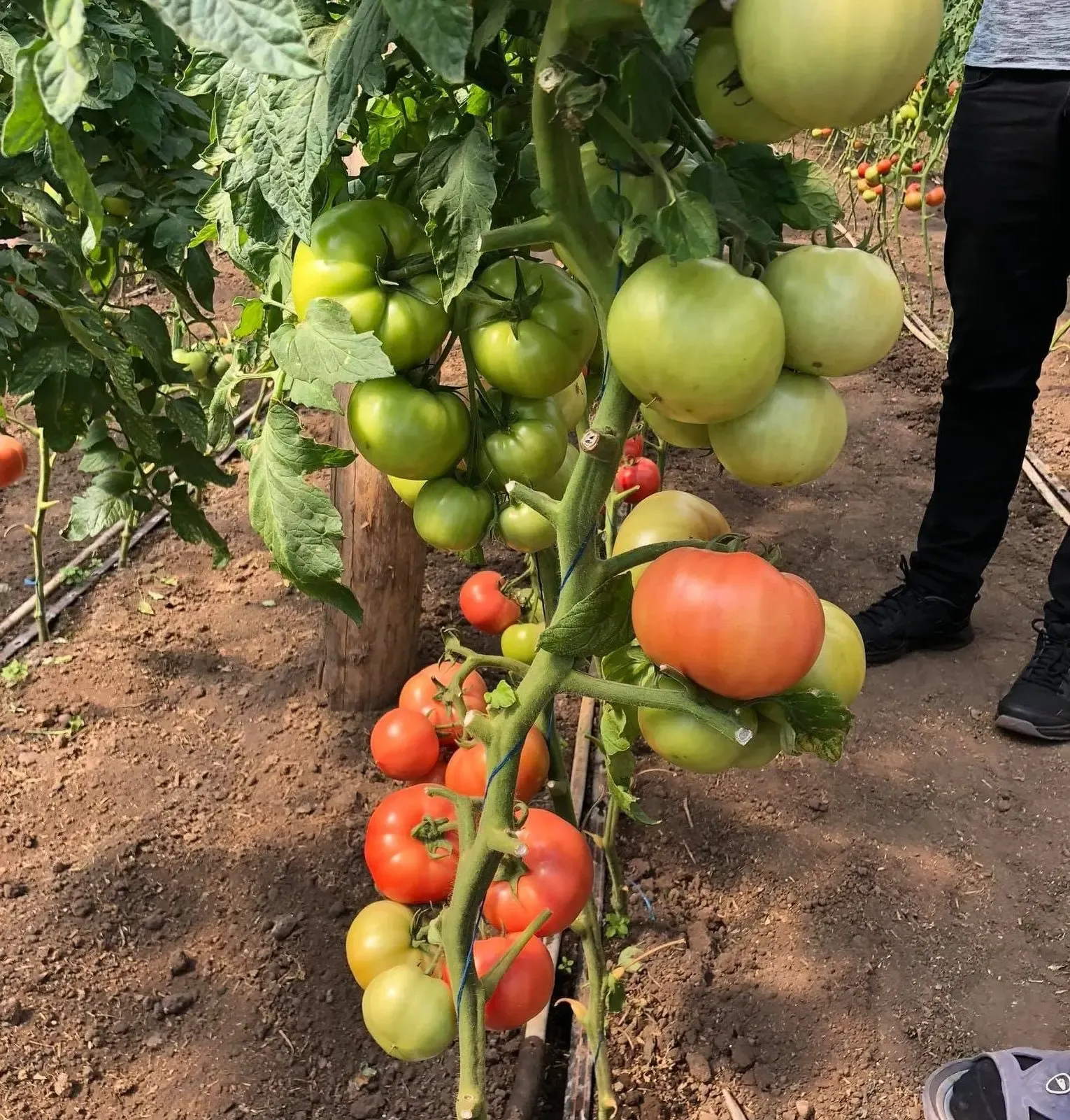 Semințe Tomate Roz Rijk Zwaan Manusa F1