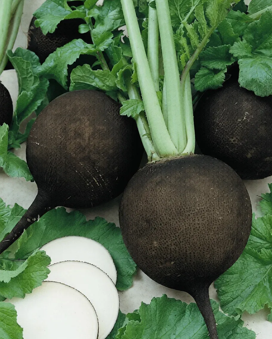 Semințe Ridiche de Iarnă Satimex Black Winter