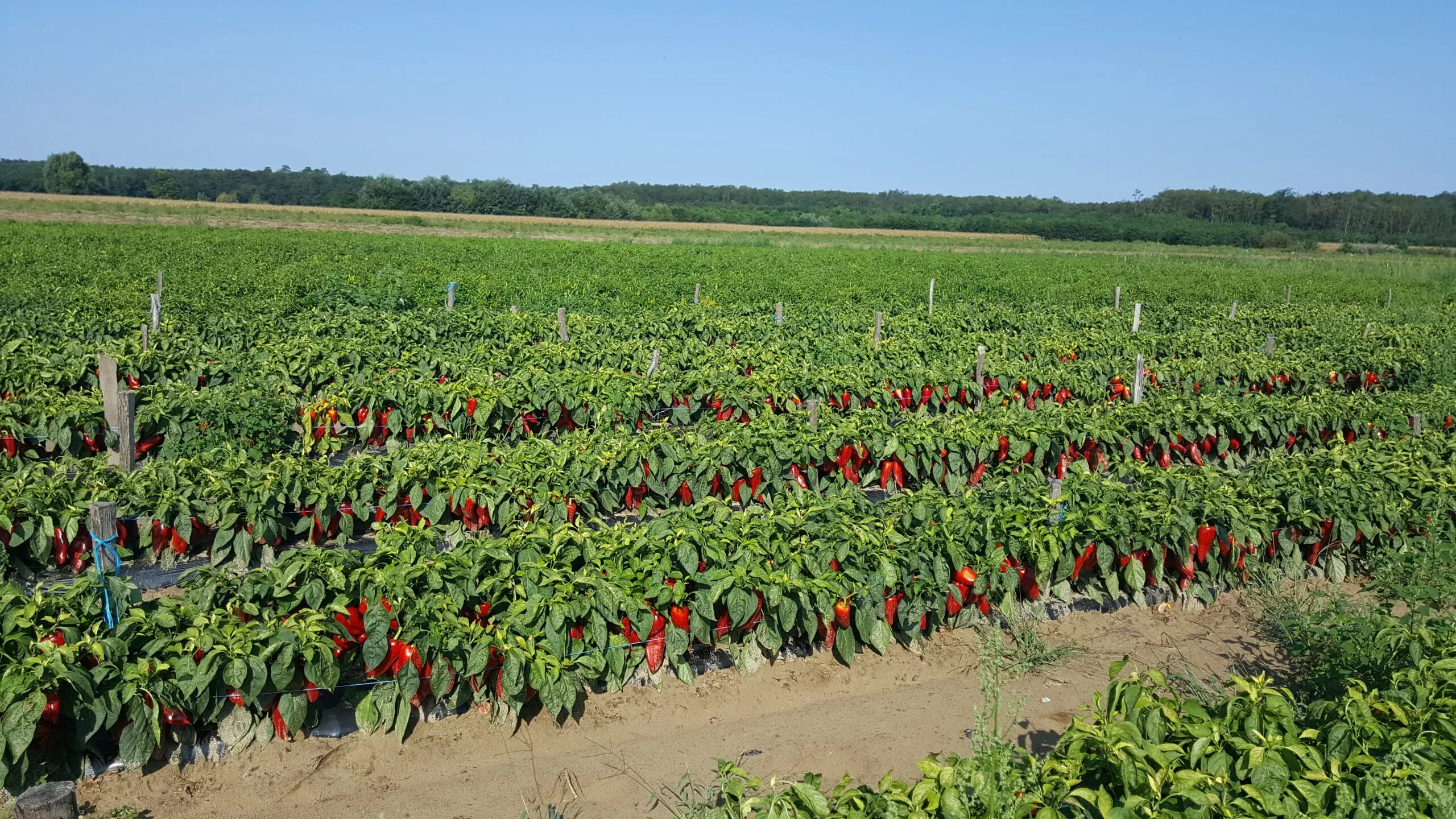 Semințe Ardei ZKI Rubicon F1