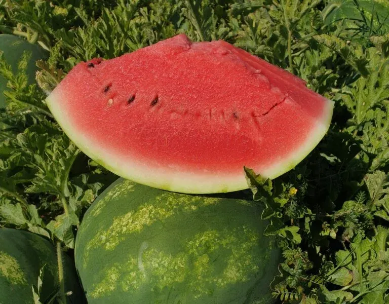 Semințe Pepene Verde ZKI Stabilo F1