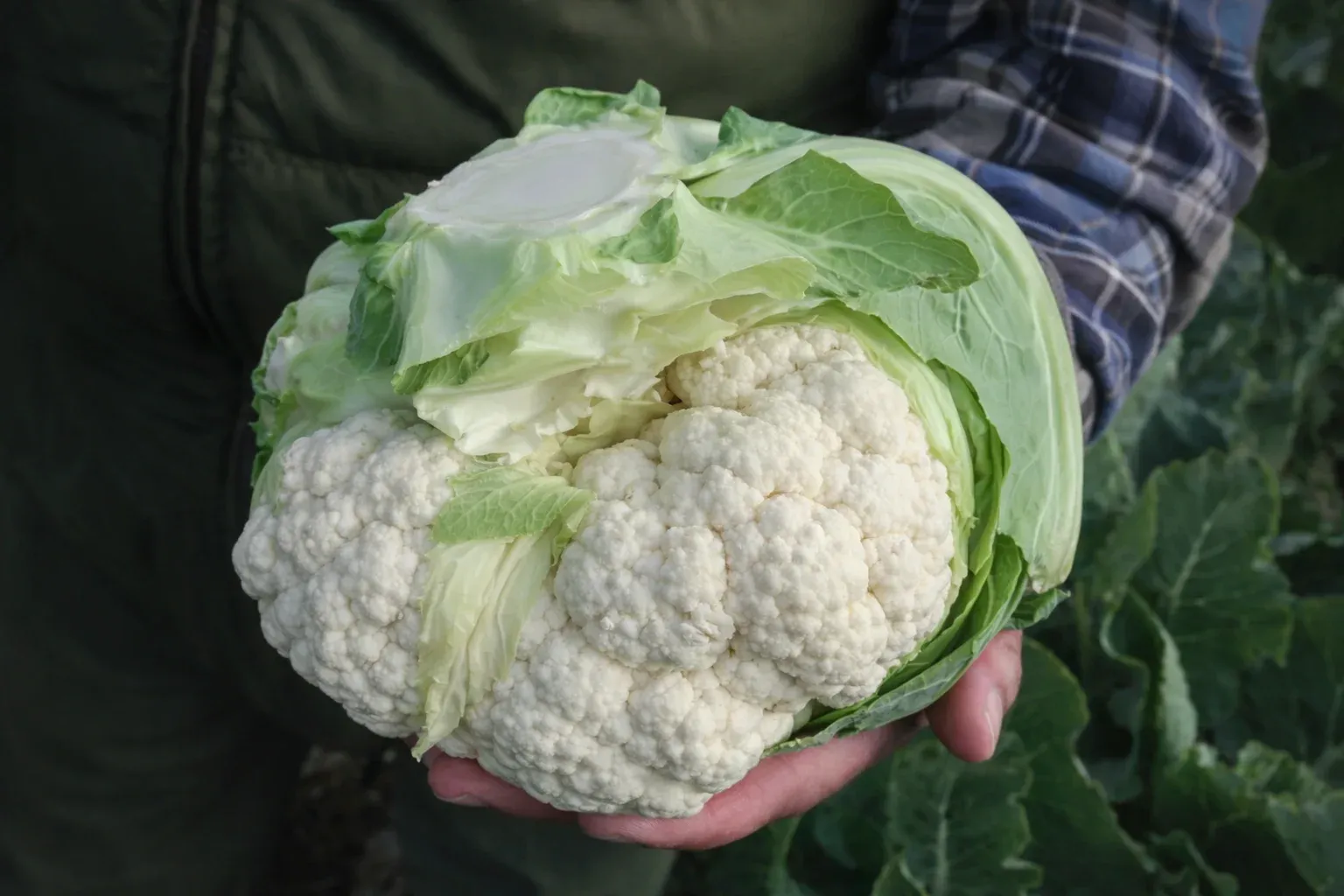 Semințe Conopidă Rijk Zwaan Casper F1