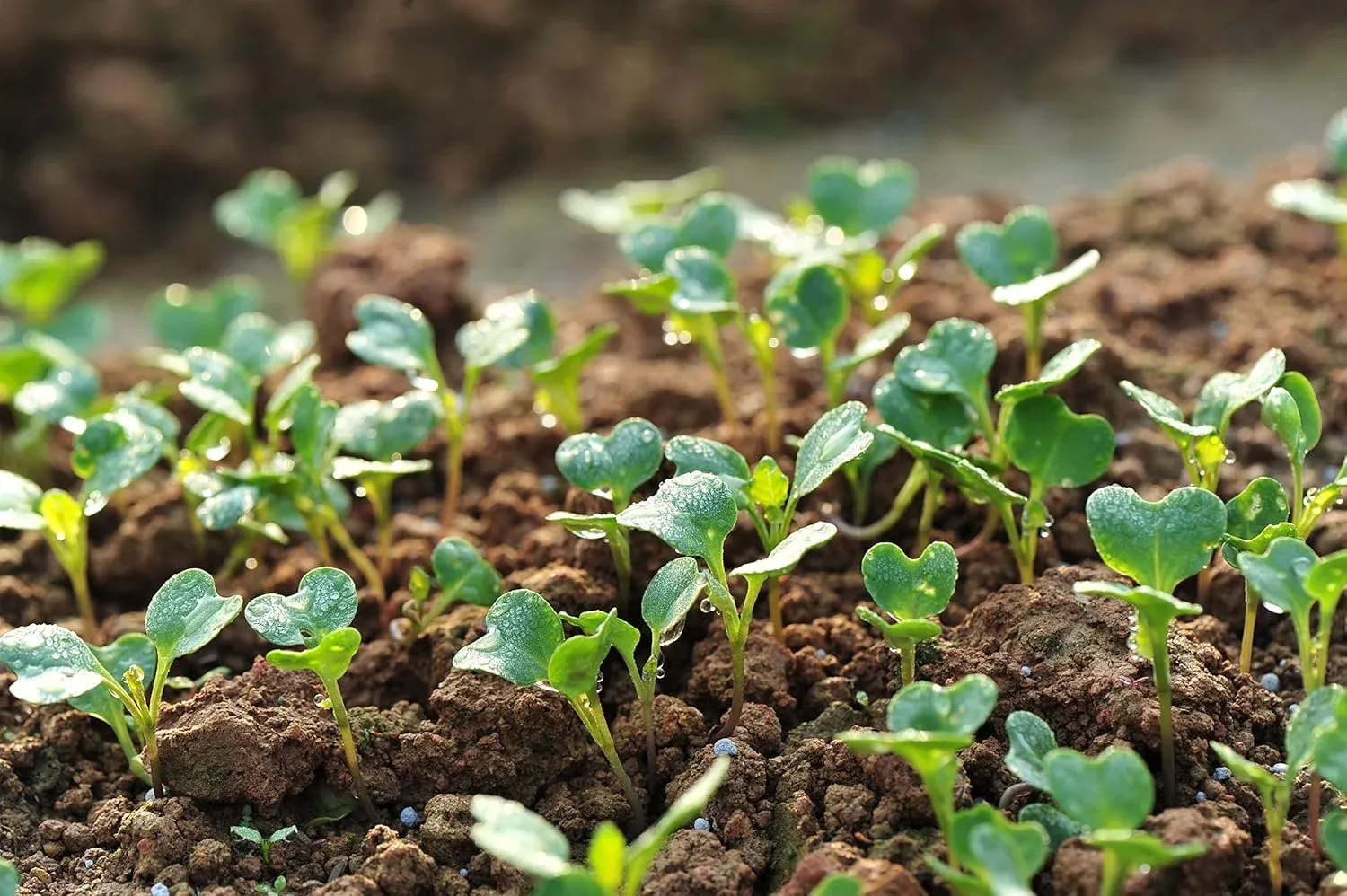 Semințe Ridiche Satimex French Breakfast