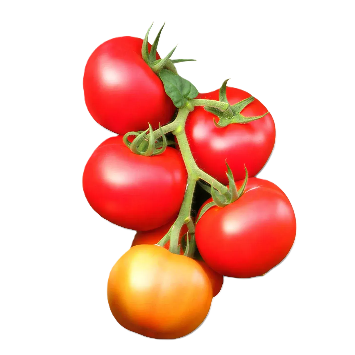 Semințe Tomate ZKI Mobil