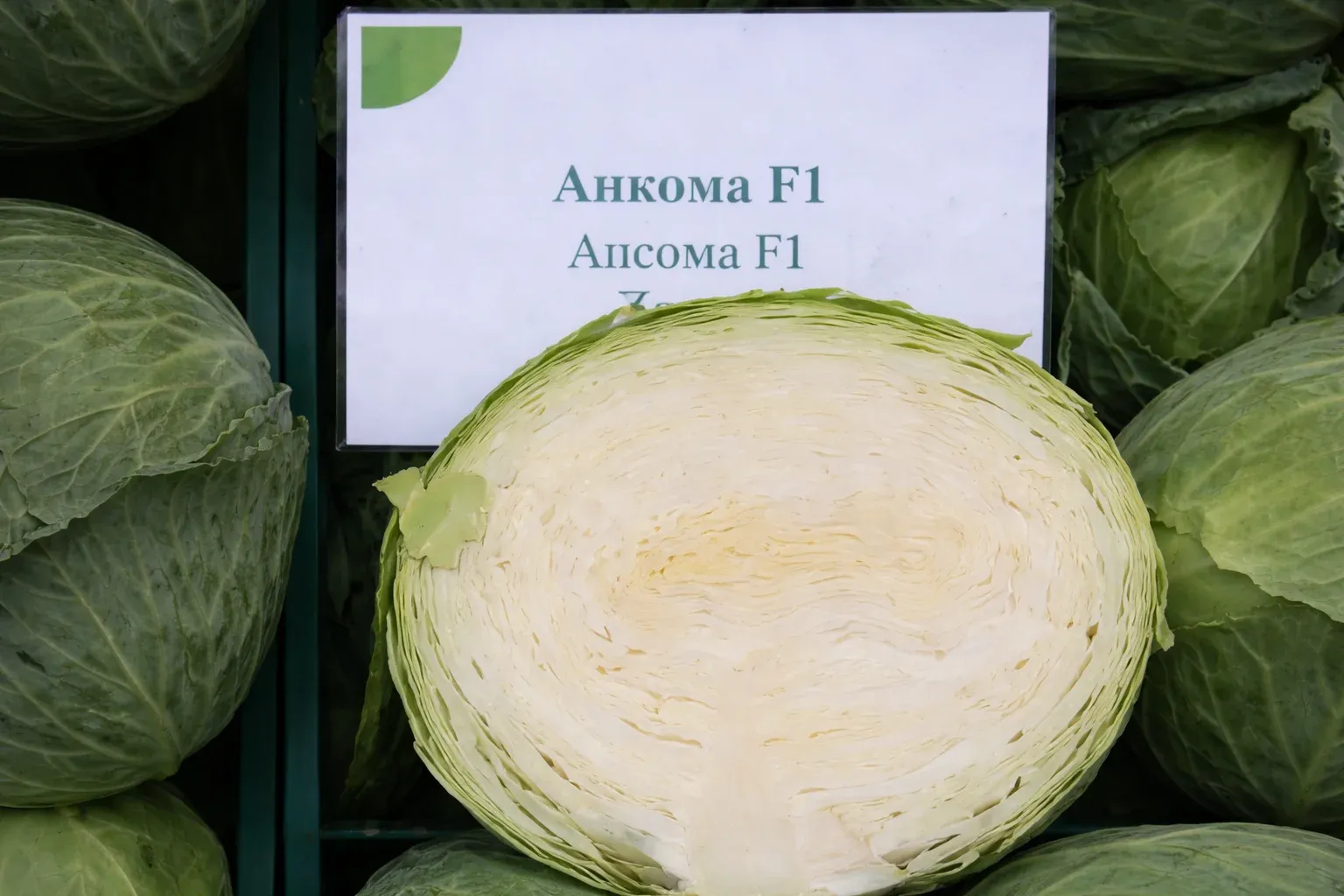 Semințe Varză Albă Rijk Zwaan Ancoma F1