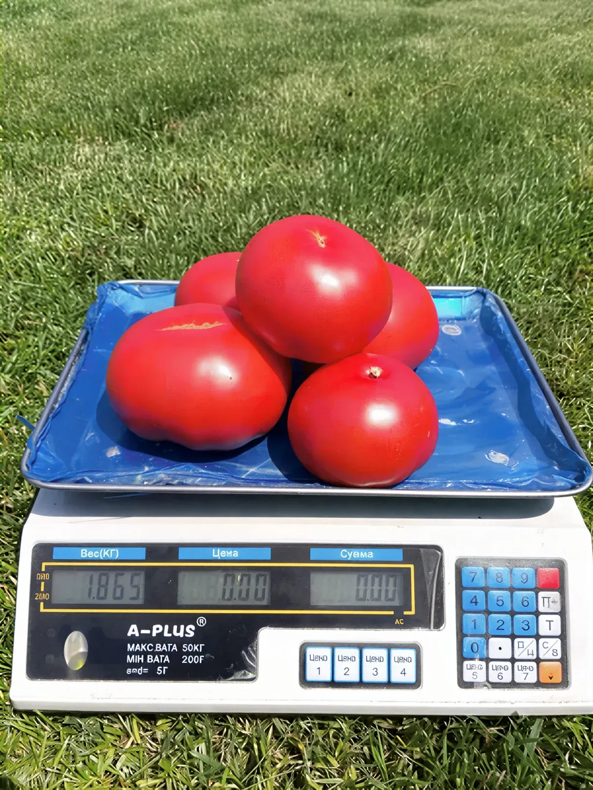 Semințe Tomate Libra Seeds SIM-SIM F1