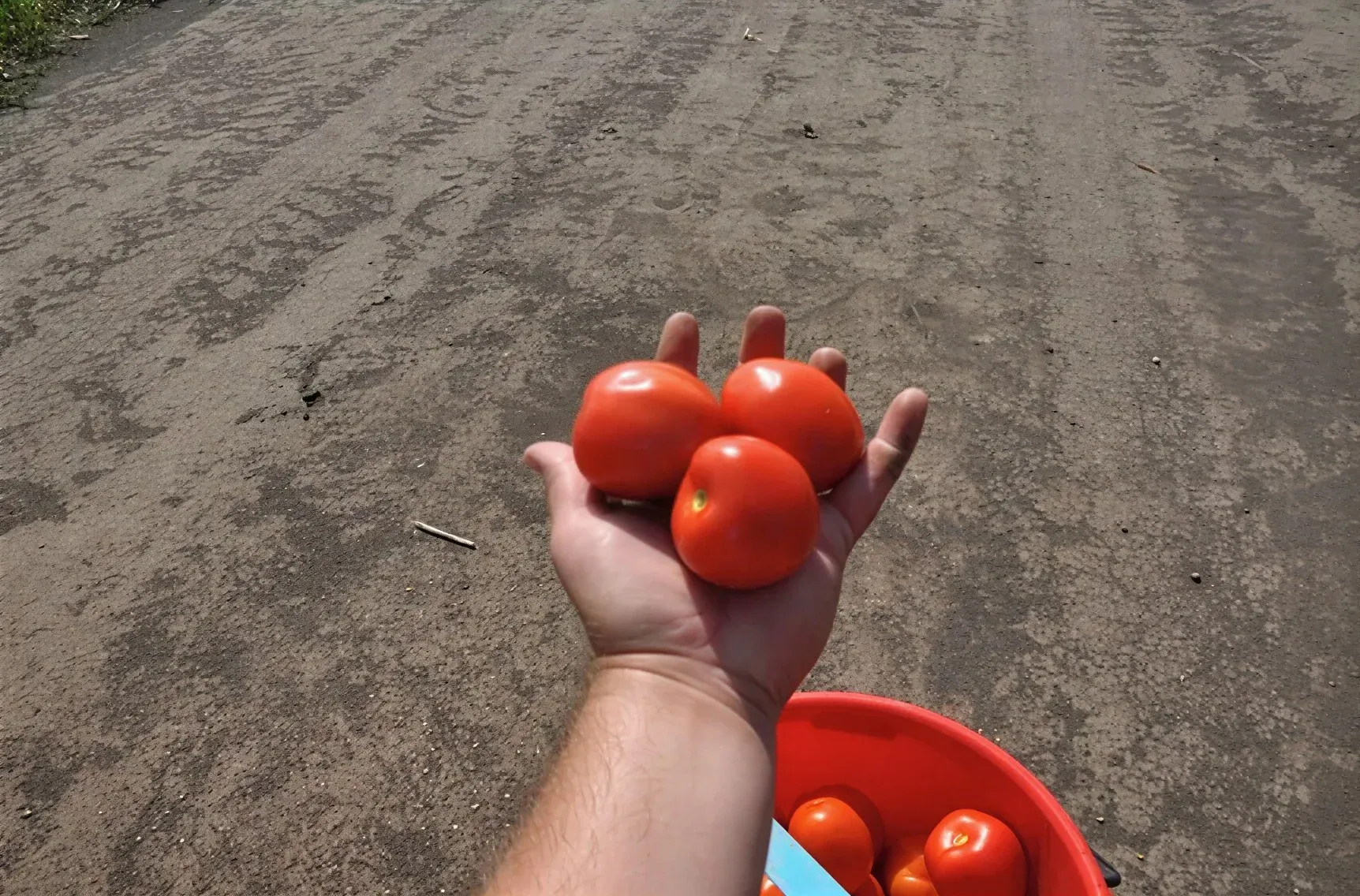 Semințe Tomate Libra Seeds Megrez F1