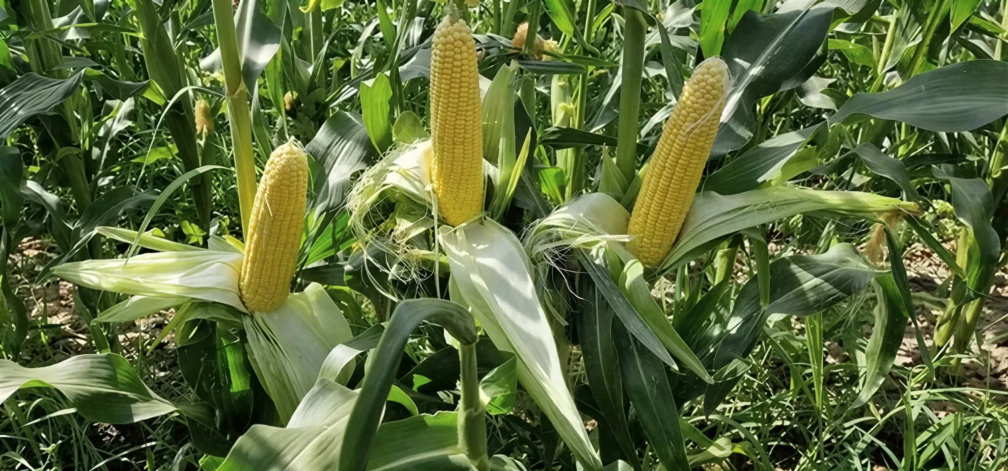 Semințe Porumb Dulce ZKI Zeaton F1