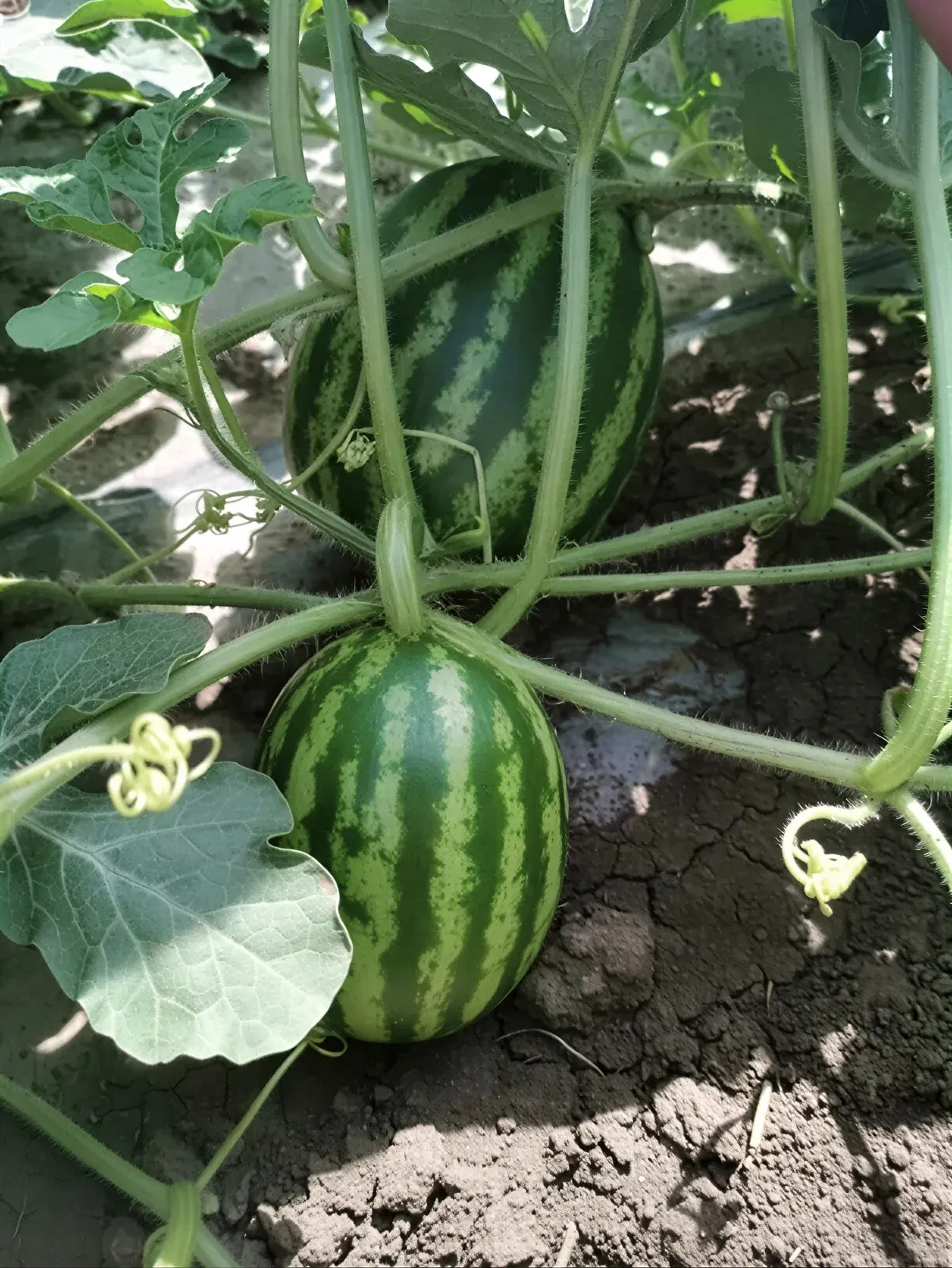 Semințe Pepene Verde Libra Seeds AU Producer