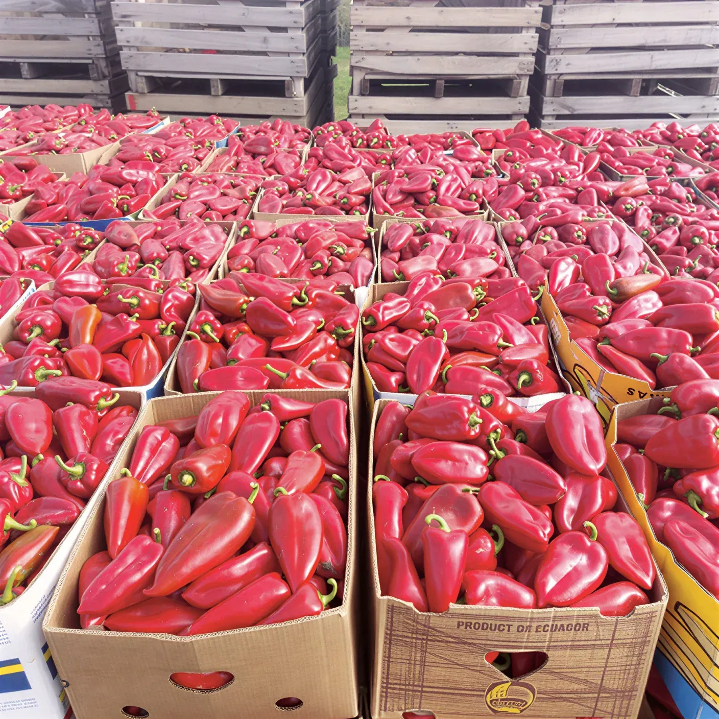 Semințe Ardei ZKI Navigator F1