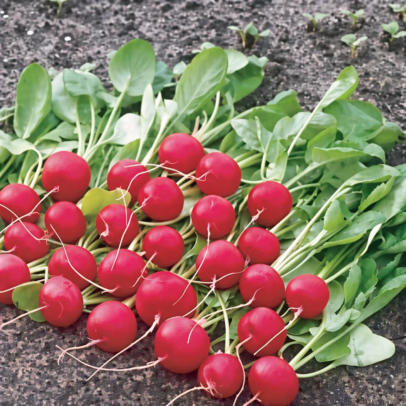 Semințe Ridichi Satimex Presto