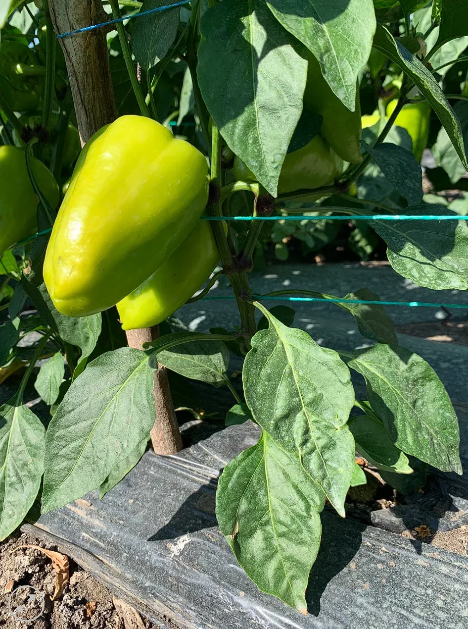 Semințe Ardei Libra Seeds Troian F1