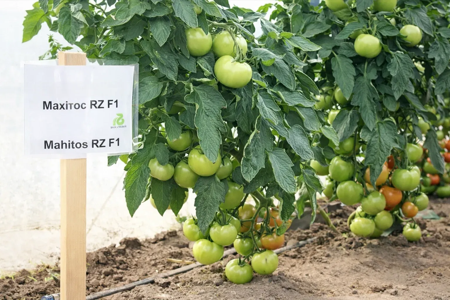 Semințe Tomate Rijk Zwaan Mahitos F1