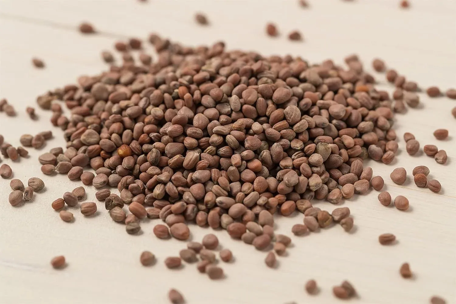 Semințe Ridiche Satimex French Breakfast