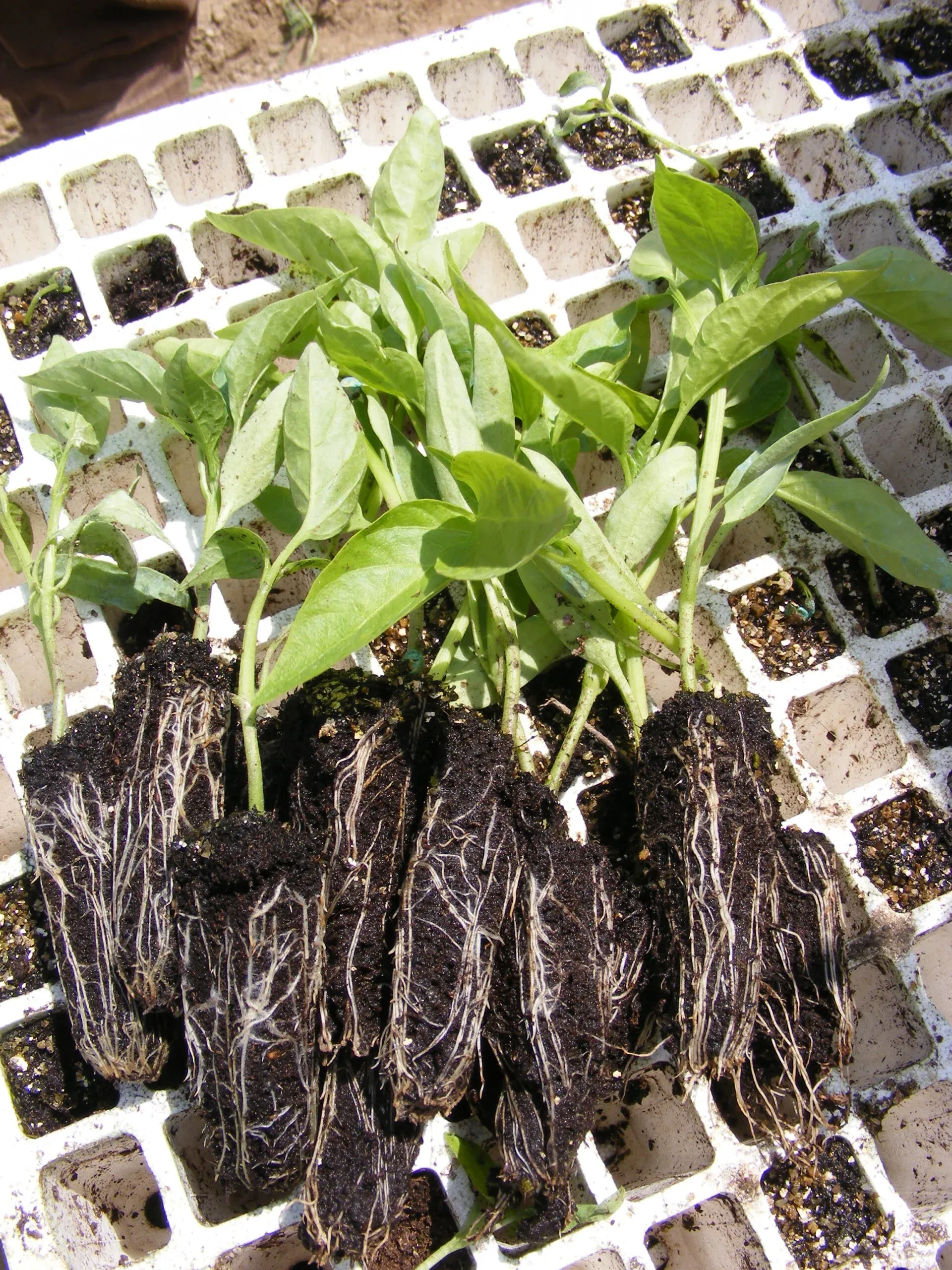 Semințe Ardei ZKI Bihar F1