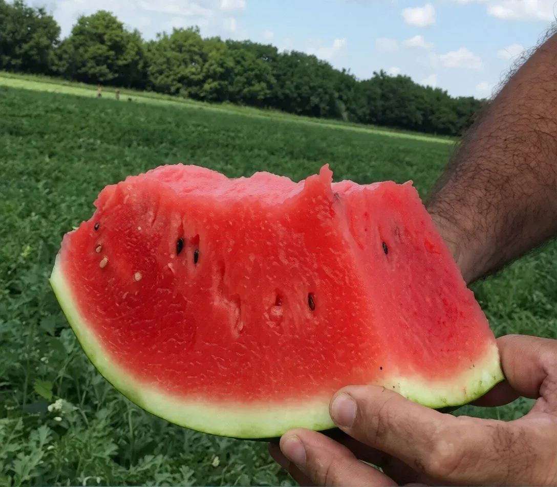 Semințe Pepene Verde Rijk Zwaan Lusitana F1