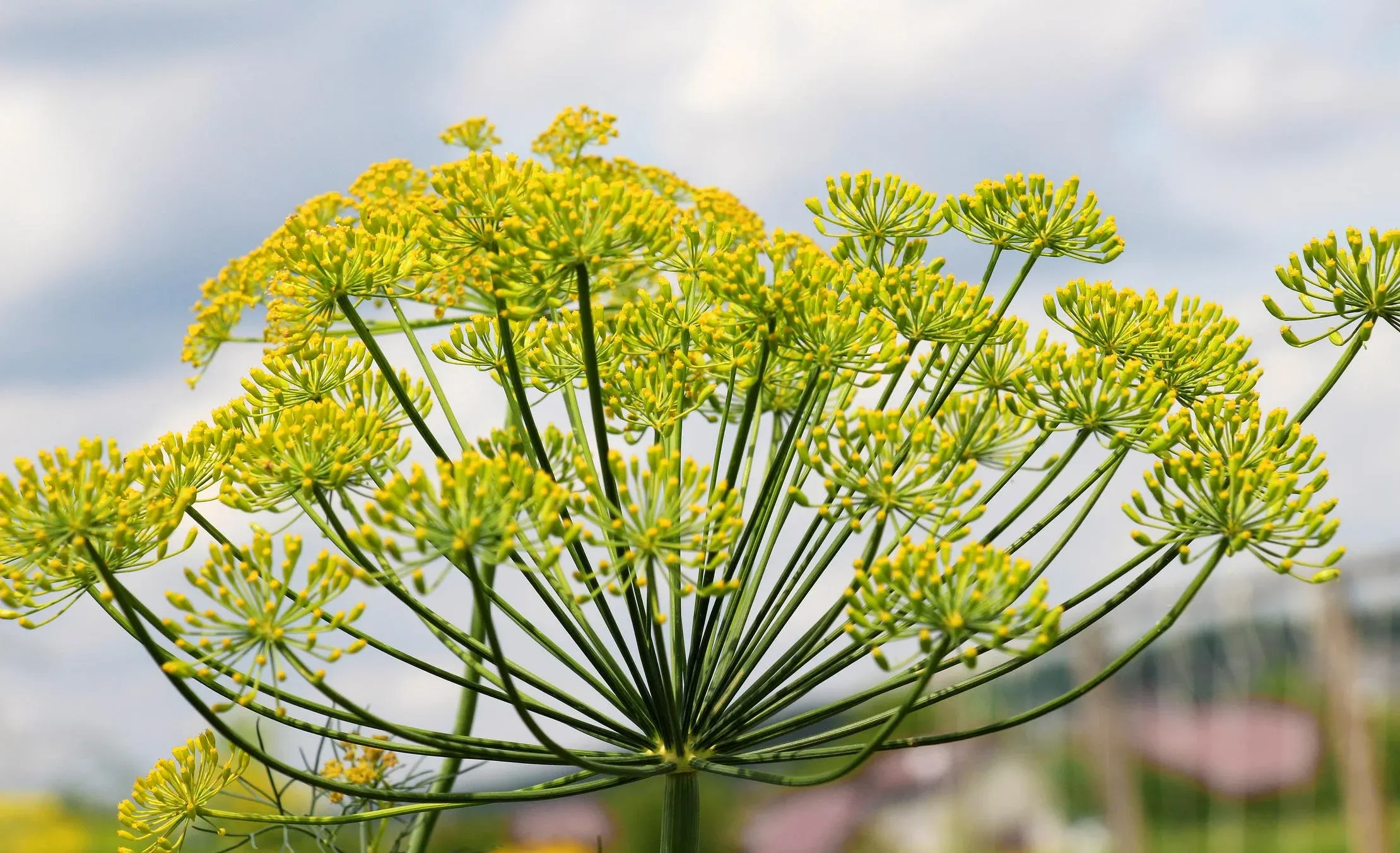 Semințe Mărar Satimex Mammoth