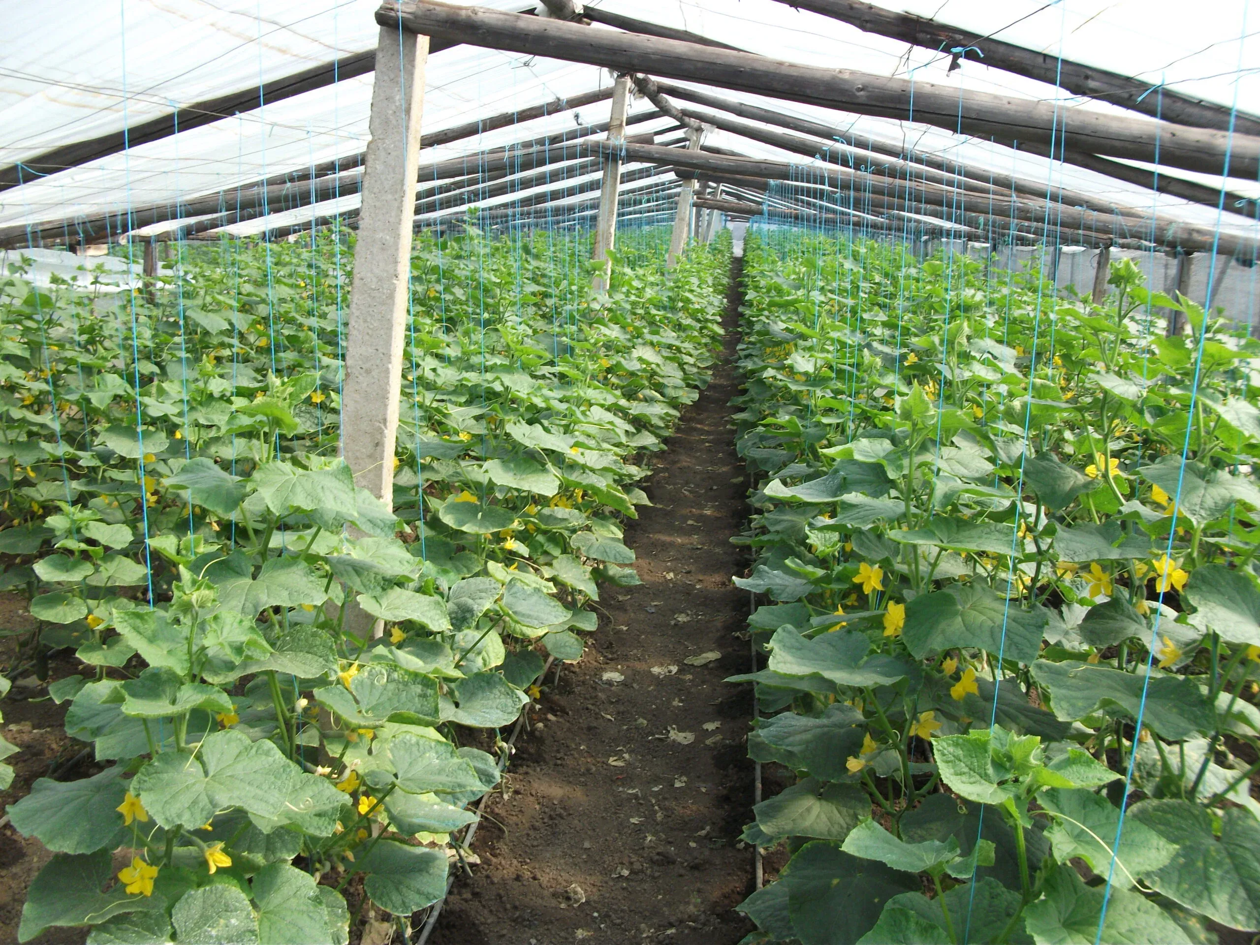 Semințe Castraveți ZKI Cassius F1