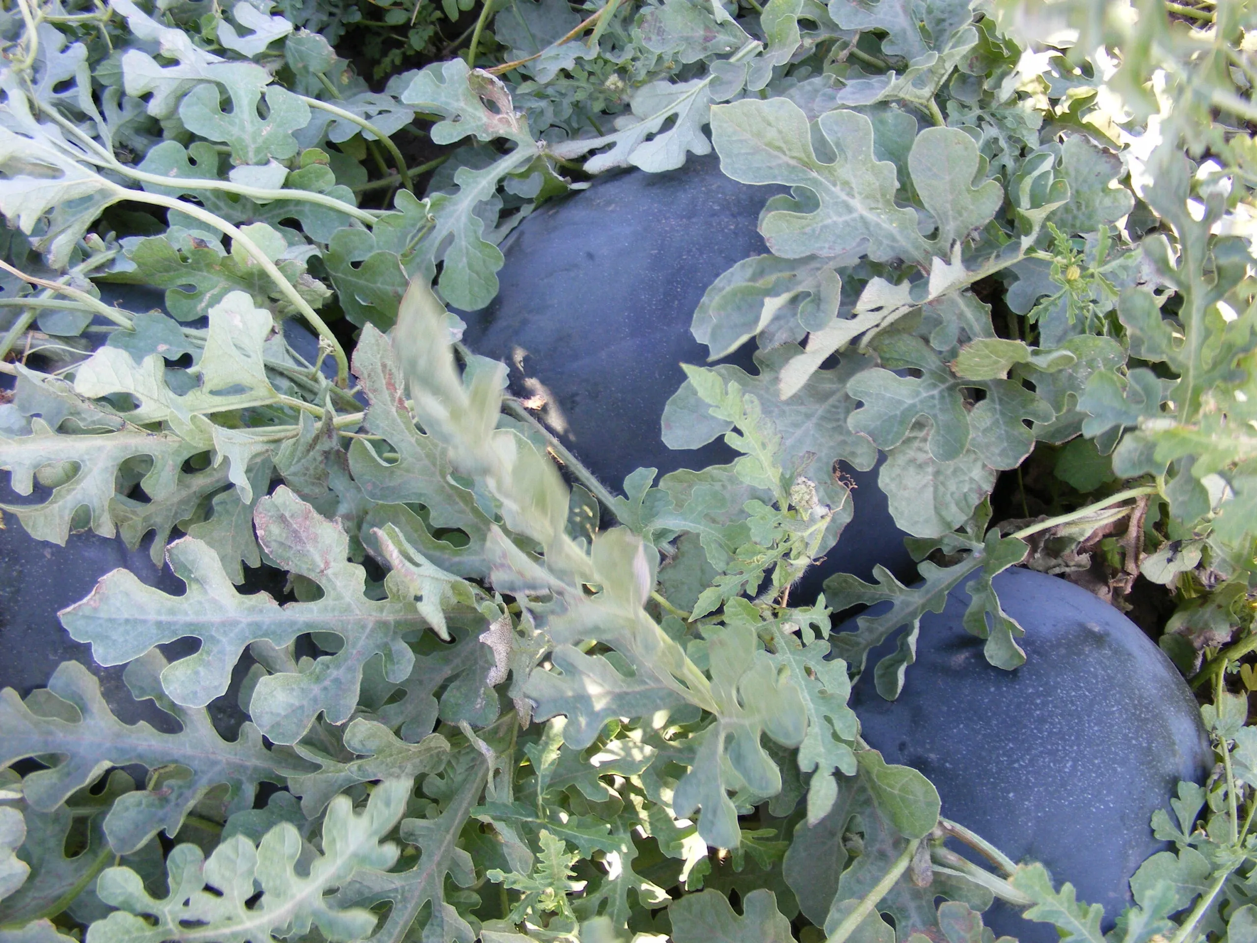 Semințe Pepene Verde ZKI Nosztalgia F1