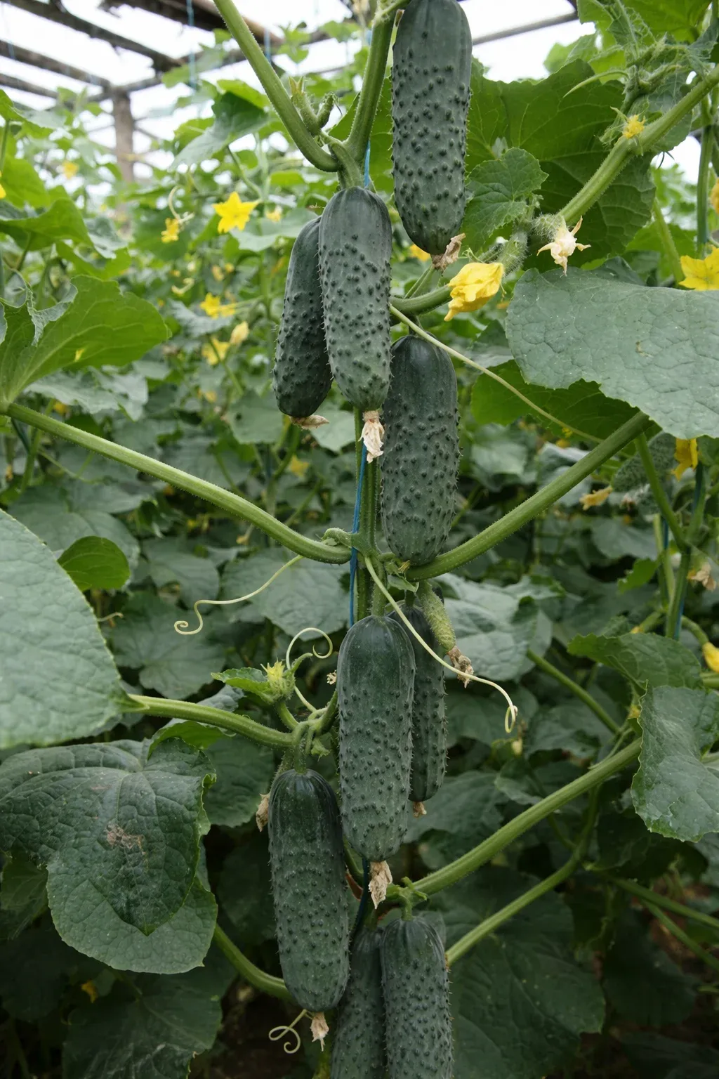 Semințe Castraveți Cornișon Rijk Zwaan Lenara F1