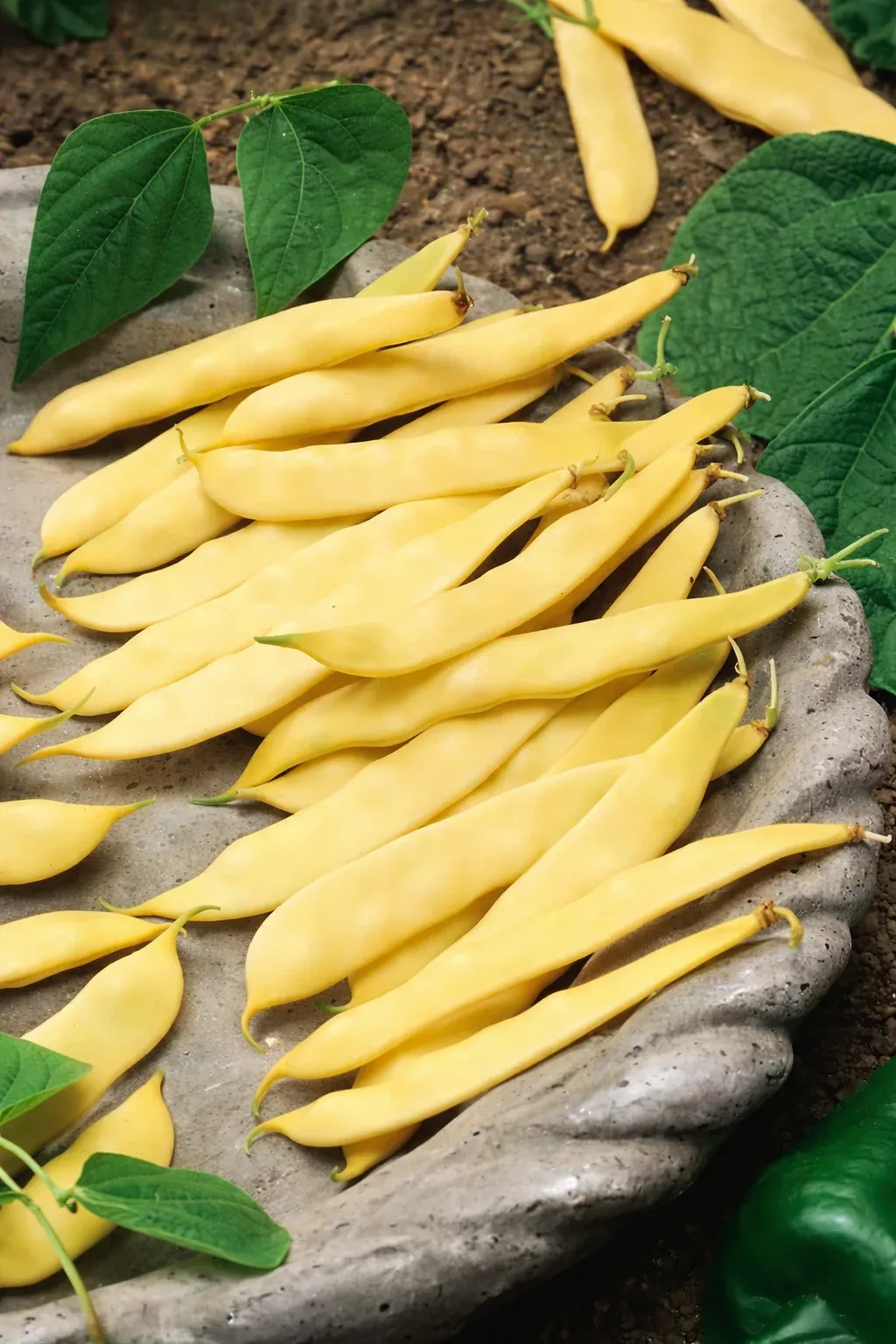 Semințe Fasole Urcătoare Satimex Gold Marie (soi)