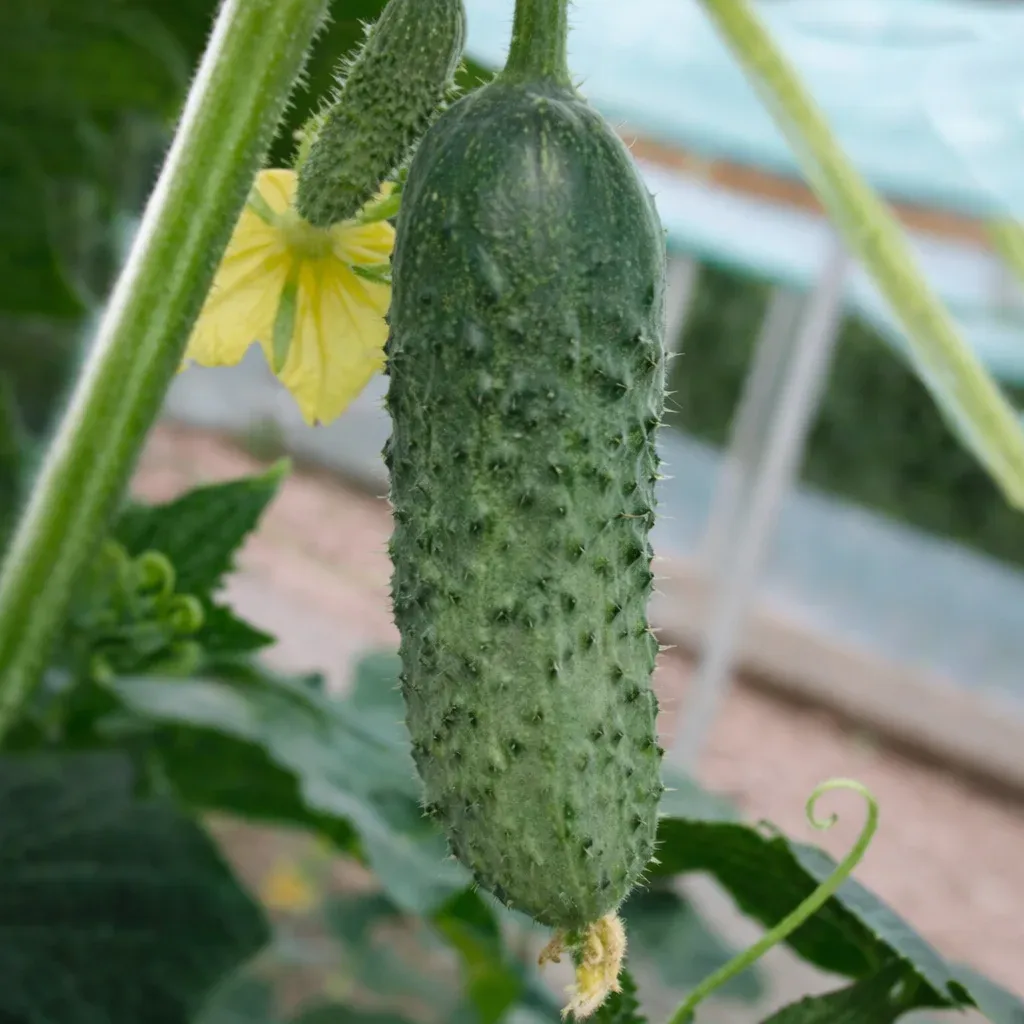 Semințe Castraveți Cornișon Rijk Zwaan Shakthi F1