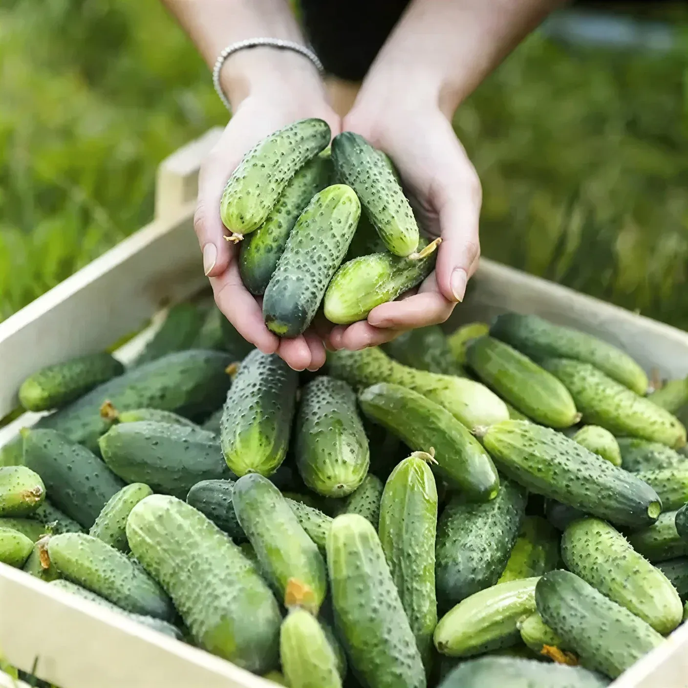 Semințe Castraveți Cornișon Rijk Zwaan Shakthi F1