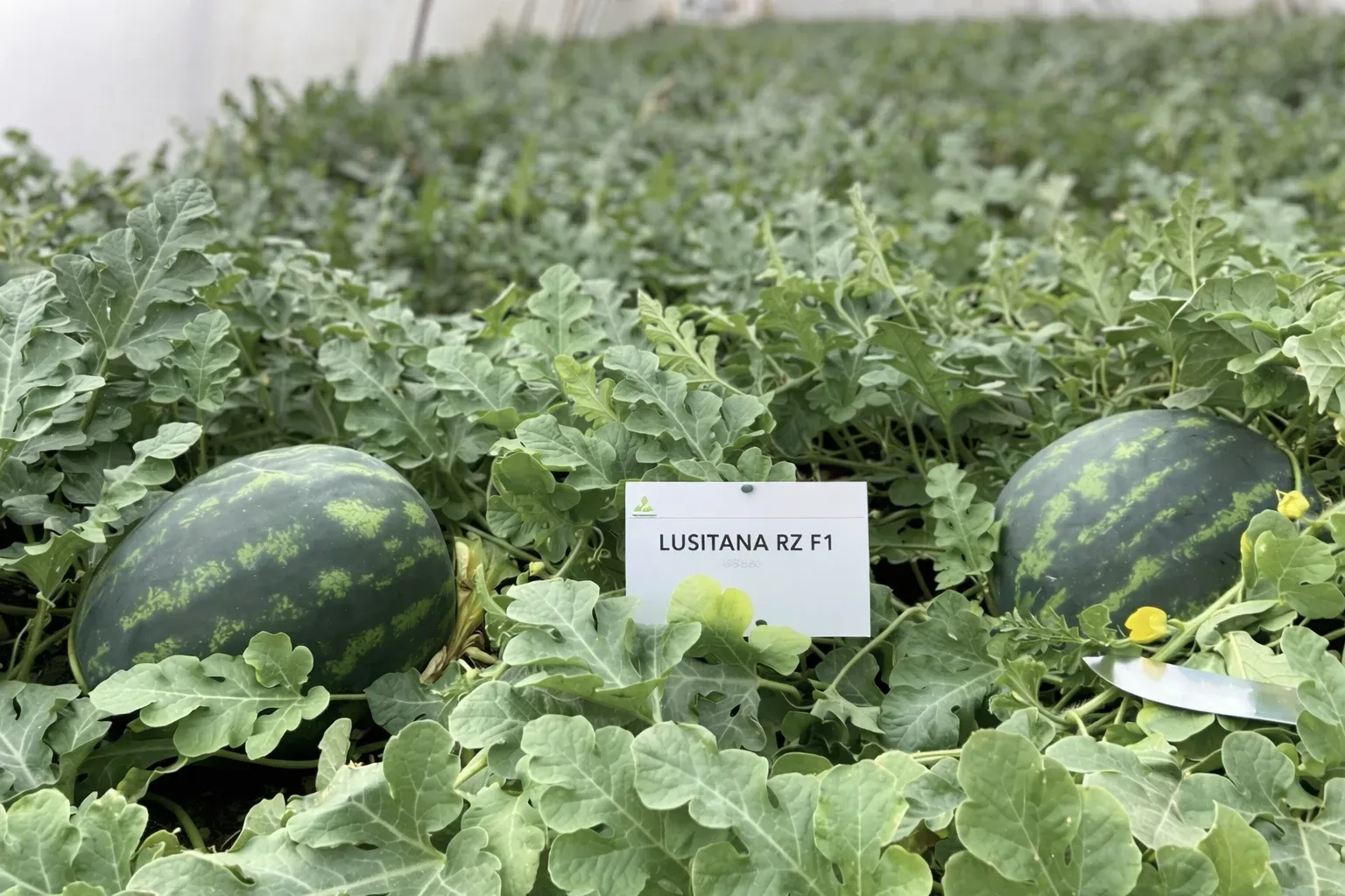 Semințe Pepene Verde Rijk Zwaan Lusitana F1