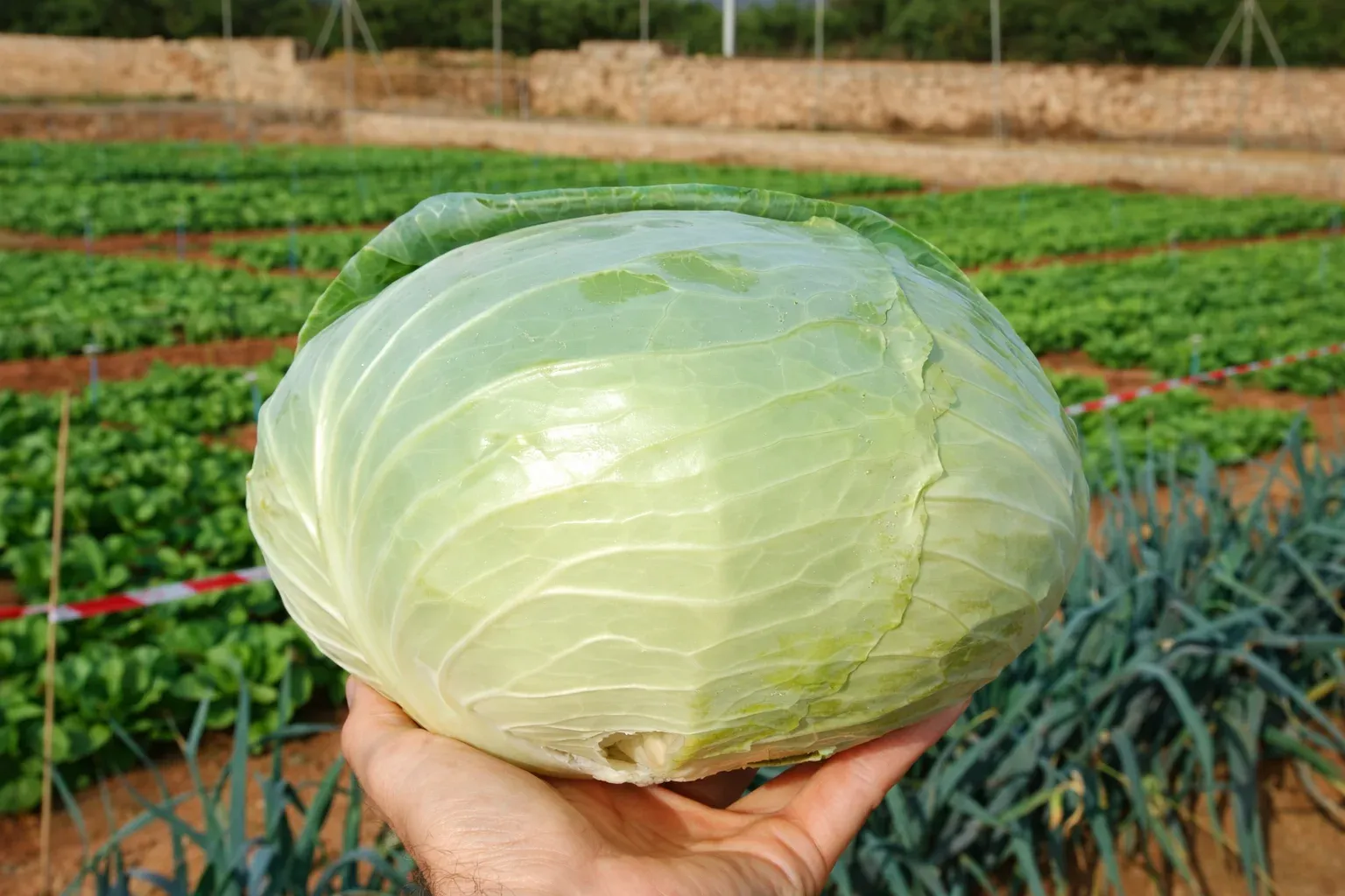 Semințe Varză Albă Rijk Zwaan Multima F1