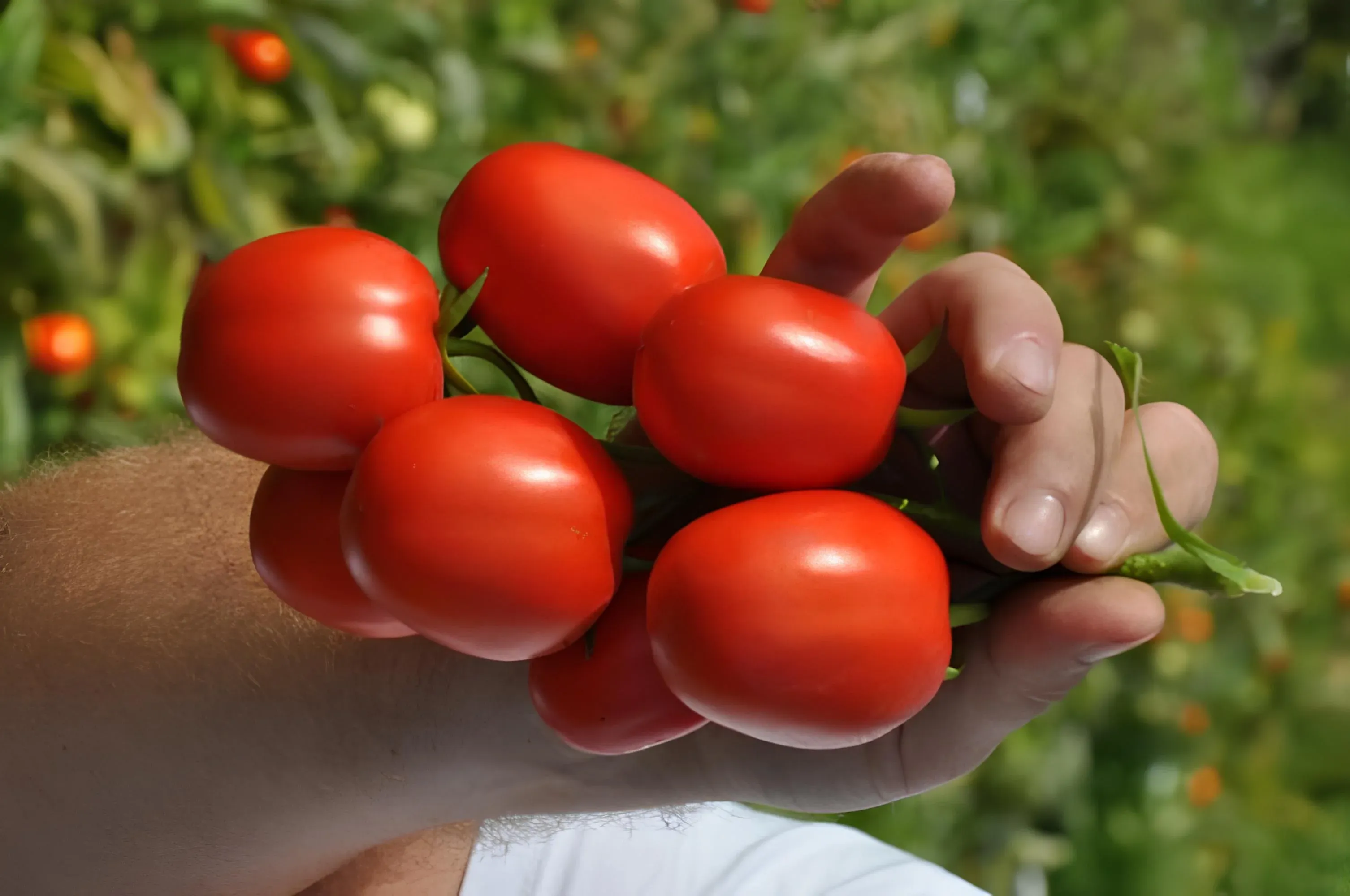 Semințe Tomate Libra Seeds Megrez F1