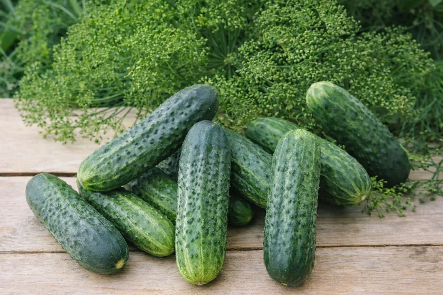 Semințe Castraveți Cornișon Rijk Zwaan Shakthi F1