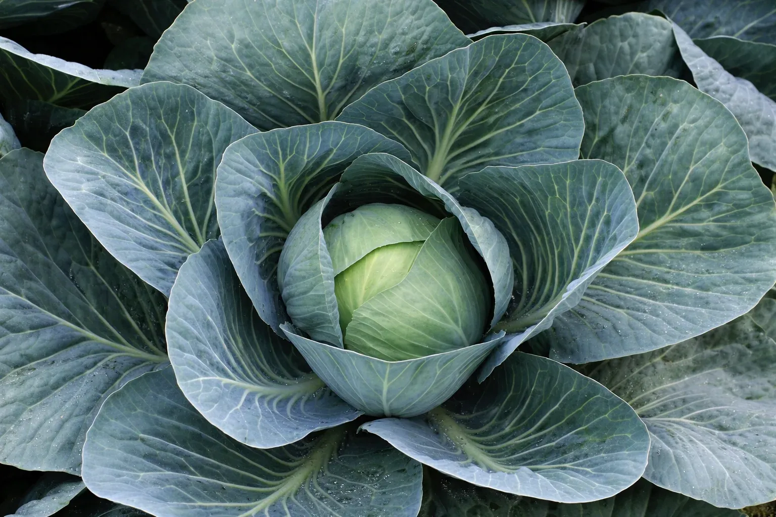 Semințe Varză Albă Rijk Zwaan Ancoma F1